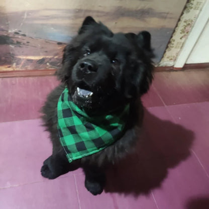 Bandanas Pet Fashion® | Frete Grátis