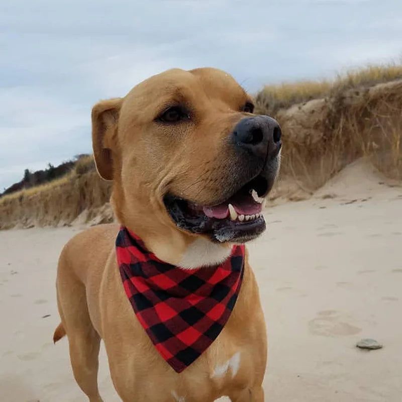 Bandanas Pet Fashion® | Frete Grátis