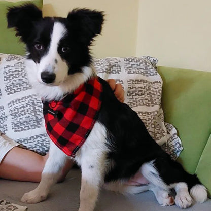 Bandanas Pet Fashion® | Frete Grátis